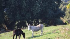 C’est officiel, l’âne corse est reconnu comme une race, la 8e en France