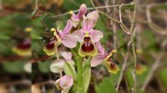 Une orchidée rarissime découverte pour la première fois dans un espace vert en Haute-Garonne