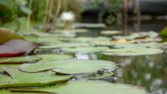 Alsace : la mare aux grenouilles de son jardin est volontairement polluée après une querelle de voisinage
