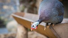 Vaucluse : incommodés par le bruit des pintades d’un élevage de volailles, des voisins veulent porter plainte