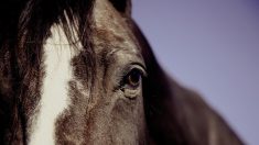 Oise : un homme arrêté pour avoir empoisonné un cheval à l’acide chlorhydrique