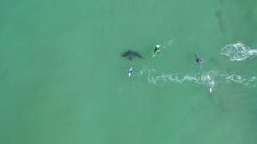 Une vidéo prise par un drone montre la rencontre de près de surfeurs avec un grand requin blanc