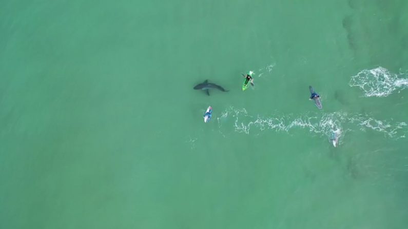Un grand requin blanc examine un groupe de surfeurs en Afrique du Sud dans cette capture d'écran tirée des images de drone publiées le 23 juin 2020. (Avec l'aimable autorisation du National Sea Rescue Institute)