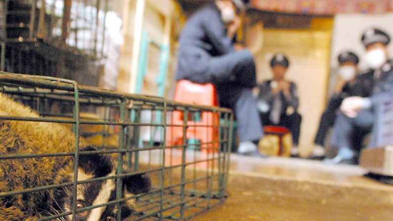 Des professionnels de la santé et la police chinoise surveillent les dernières civettes confisquées sur un marché d'animaux sauvages à Guangzhou, dans la province de Guangdong, au sud de la Chine, le 6 janvier 2004. (-/AFP via Getty Images)