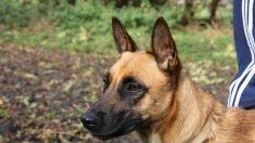 Houston, chien exceptionnel de la gendarmerie, médaillé de la Défense nationale, prend sa retraite en Corrèze