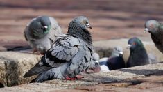 Rouen : une pétition lancée contre un filet anti-pigeons sous le pont Boieldieu