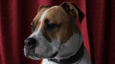 Toulouse : il refuse de museler son chien dans le métro et menace les agents avec une seringue