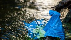 Lyon : 3,5 tonnes de déchets repêchés dans le Rhône par des plongeurs bénévoles