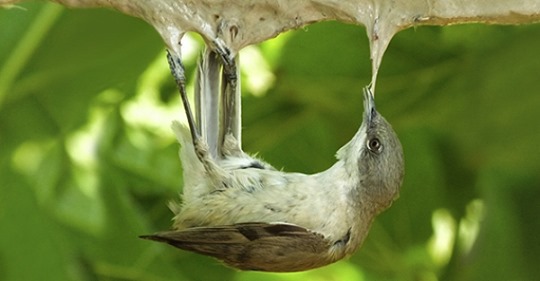 La France est le dernier pays de l'UE à autoriser l'utilisation de la glu pour capturer des oiseaux sauvages. (Photo : LPO France)