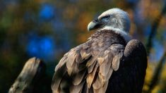 Ardèche : un poulain de 3 jours dévoré par une trentaine de vautours à Saint-Julien-d’Intres