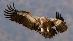 Haute-Loire : des vautours s’attaquent à des animaux vivants et les tuent