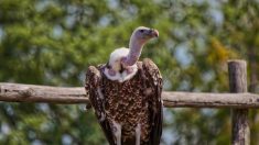 Haute-Loire : une centaine de vautours observés en train de dévorer une vache