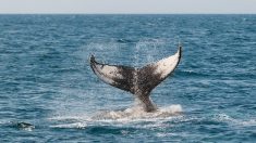[Vidéo] Ils rencontrent une baleine en baie de Paimpol et passent 45 minutes à ses côtés