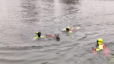 Trois pompiers se jettent à l’eau pour sauver un chevreuil à Bouchain dans le Nord