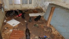 Une vingtaine de chats affamés et déshydratés découverts dans un appartement à Nice