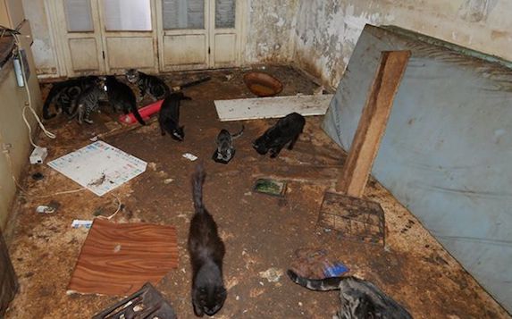  À Nice 23 chats ont été trouvés. Déshydratés, affamés, les félins étaient enfermés dans le noir et vivaient dans leurs excréments. (Photo Facebook : ARPA - Alliance pour le Respect et la Protection des Animaux)