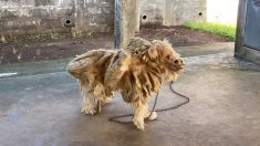 La Réunion : négligé par ses maîtres, un chien se retrouve avec 6 kilos de dreadlocks sur le dos