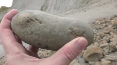 Un homme trouve un crabe fossilisé vieux de 12 millions d’années, caché dans un caillou sur la plage (vidéo)