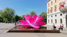 Vandalisme : le lotus rose géant du festival Annecy Paysages retrouvé tailladé
