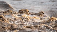 Des photos captivantes d’une fratrie de 5 guépards traversant une rivière infestée de crocodiles au Kenya