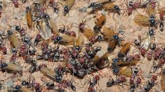 Nord-Pas-de-Calais : pourquoi y a-t-il autant de fourmis volantes en ce moment?