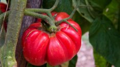 Seine-et-Marne : une agricultrice se fait voler plusieurs dizaines de kilos de tomates mûres