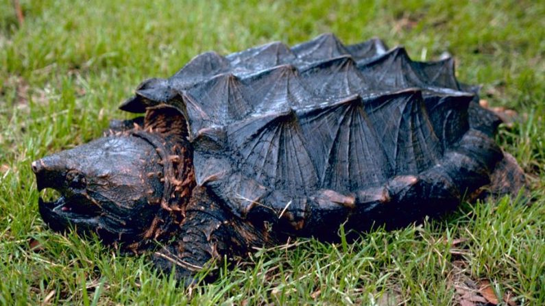 Une tortue alligator (Wikipédia/Domaine public)