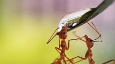 Une photo de fourmis buvant des gouttes d’eau remporte le premier prix d’un concours international