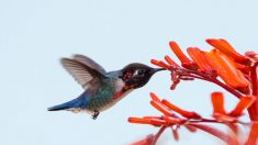 Rencontre avec le colibri d’Elena, joyau fascinant et plus petit oiseau du monde