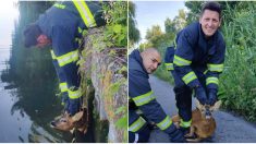 Nord : les pompiers sauvent un jeune chevreuil sur le point de se noyer dans l’Escaut