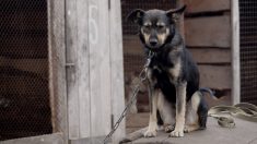 Dordogne : une trentaine de chiens de chasse maltraités et enchaînés découverts dans les bois
