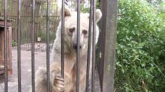 Une pauvre ourse de cirque a passé 30 ans dans une cage rouillée, elle a finalement été secourue et amenée dans un vaste sanctuaire