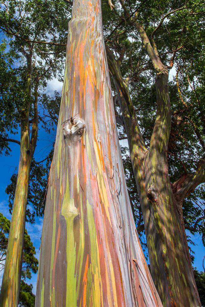 Un arbre insolite : l'eucalyptus arc-en-ciel - Blog jardin