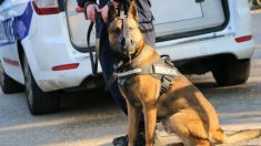 Yvelines : un chien policier retrouve une sexagénaire échappée d’une clinique grâce à son flair hors norme