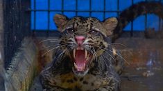Vidéo – Naissance rarissime d’un tigre de Sumatra dans un zoo en Pologne