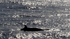 Une baleine amputée de la queue par l’homme agonise depuis des mois en Méditerranée