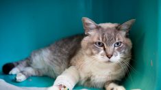 Puy-de-Dôme : des chats victimes d’empoisonnements ou de mutilations dans un même lotissement d’Orcines