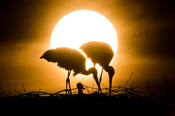 Illustration- Le soleil se couche derrière le nid d'une paire de cigognes blanches avec leurs petits près de Laatzen, au sud de Hanovre, dans l'ouest de l'Allemagne, le 23 mai 2019. Photo de Julian Stratenschulte / dpa / AFP via Getty Images.