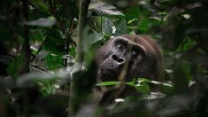 11 ans de prison pour le braconnier qui a tué le célèbre gorille Rafiki en Ouganda