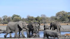 Botswana: mort mystérieuse de centaines d’éléphants
