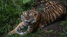Indonésie: encore un nouveau cas d’empoisonnement présumé d’un tigre de Sumatra, une espèce gravement menacée