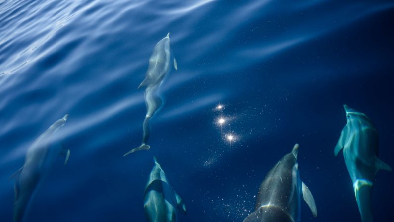 Des dauphins communs (illustration). (Photo par CHRISTOPHE SIMON/AFP via Getty Images)