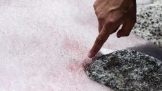 Une mystérieuse neige rose sur un glacier dans les Alpes italiennes préoccupe les scientifiques