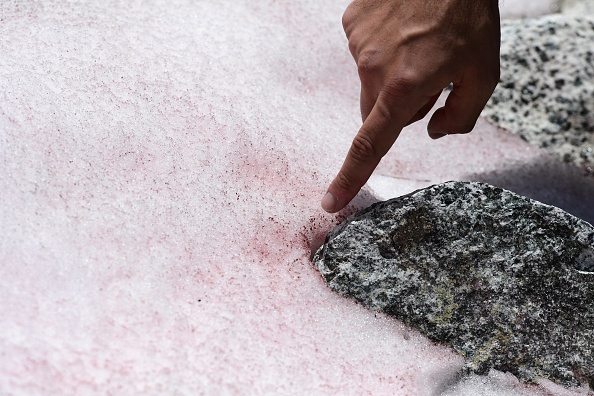 Une mystérieuse neige rose sur un glacier des Alpes italiennes intrigue des chercheurs. (Photo : Miguel MEDINA / AFP) (Photo by MIGUEL MEDINA/AFP via Getty Images)