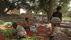 Mauvaises récoltes et coronavirus : au Pakistan, les producteurs de mangues virent à l’aigre