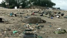 Bangladesh : 50 tonnes de déchets plastiques envahissent une des plus longues plages du monde et tuent des dizaines de tortues
