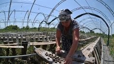 Ukraine : en plein boom, les élevages d’escargots stoppés par la pandémie