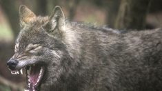 Un berger pousse un coup de gueule contre Hugo Clément après la diffusion d’un reportage sur le loup