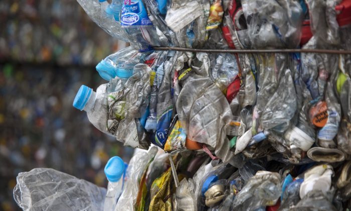 À l'usine d'Indorama Ventures, les bouteilles en plastique aplaties sont empilées en bottes pour être recyclées. (Paula Bronstein/Getty Images)