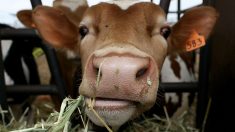 Landes : la fameuse vache Rosa d’Intervilles est morte